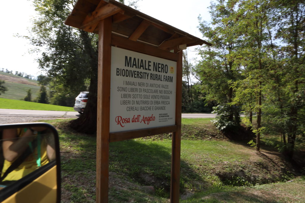 Black pigs free range breeding entrance