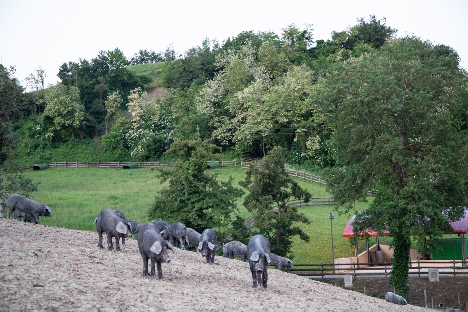 Black pigs free-range breading in Rivalta Parma