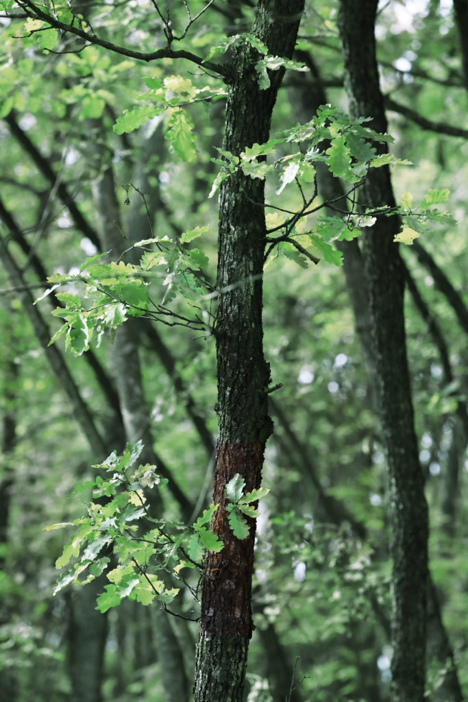 Forêt chênes pour elevage de porcs Rivalta Parma