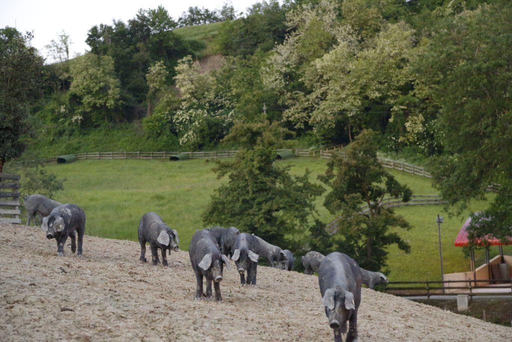 Troupeau de cochons noirs en liberté à la ferme Rivalta