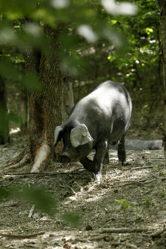 Cochon noir de Parme dans la forêt de Rivalta