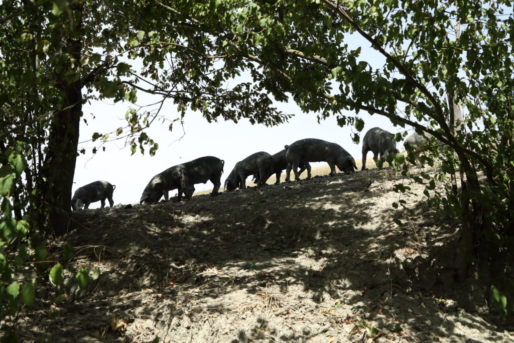 Maiali neri nel bosco di Rivalta che grufolano