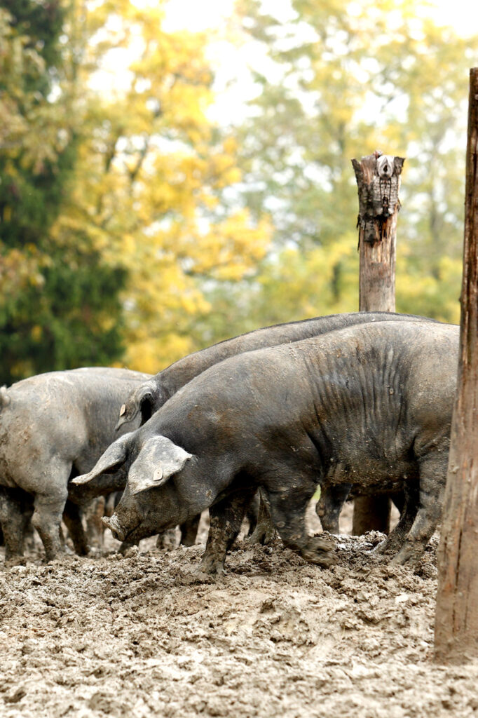 Branco di maiali neri bradi che grufolano nel bosco